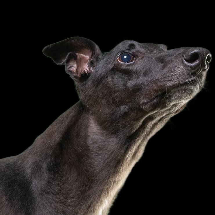 Greyt Greys Rescue, give a loving home to a rescued ex-racer