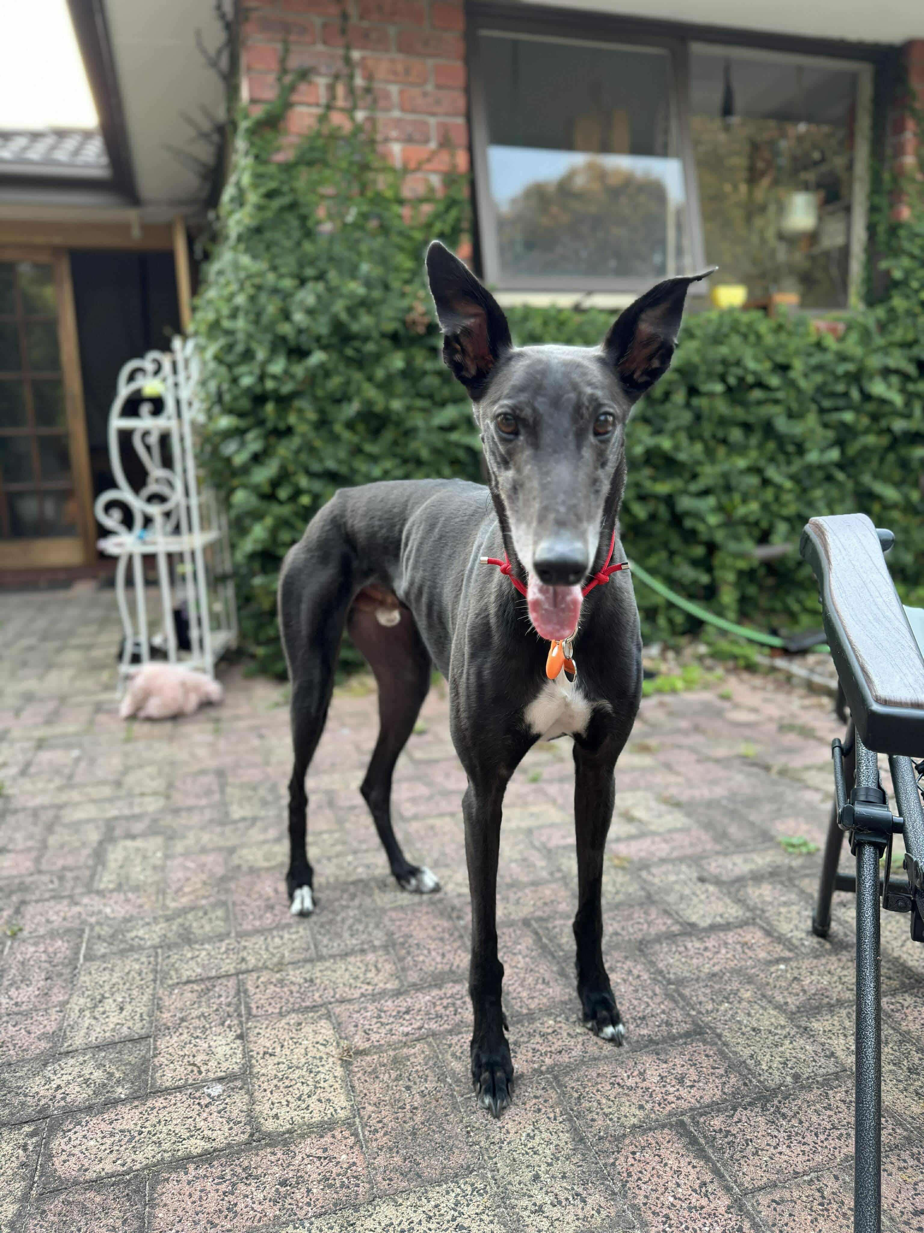 Gustav's Story - When one became two!