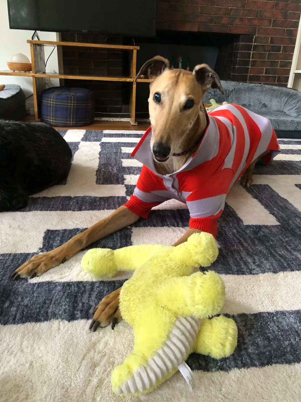 Molly's Journey - From Foster to Forever