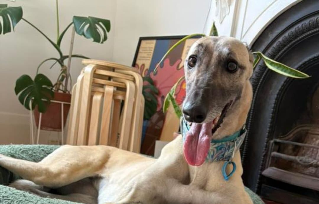Greyhound Quirks and Tips - Let Sleeping Dogs Lie
