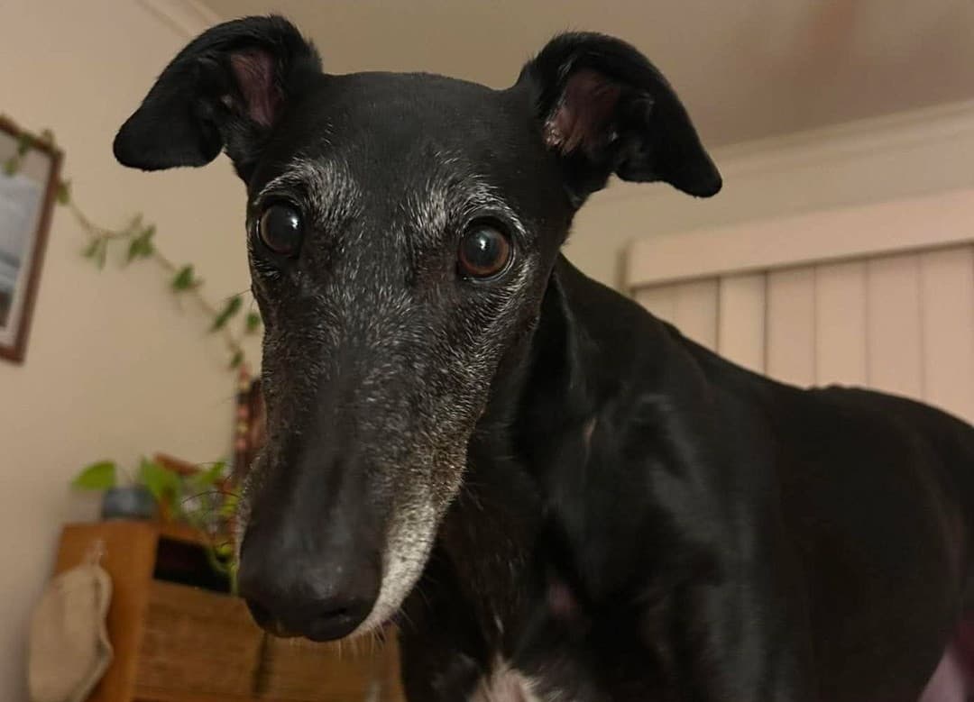 Greyhound Quirks and Tips - Greyhounds LOVE Food