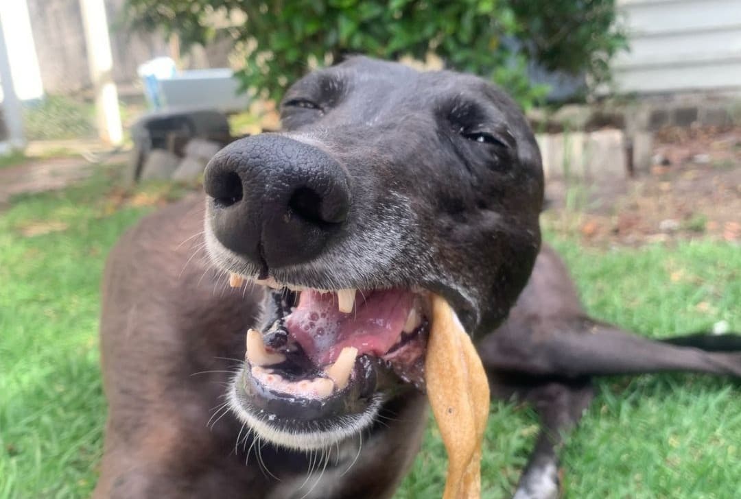 Do you know how to tell if your greyhound is a healthy weight? 