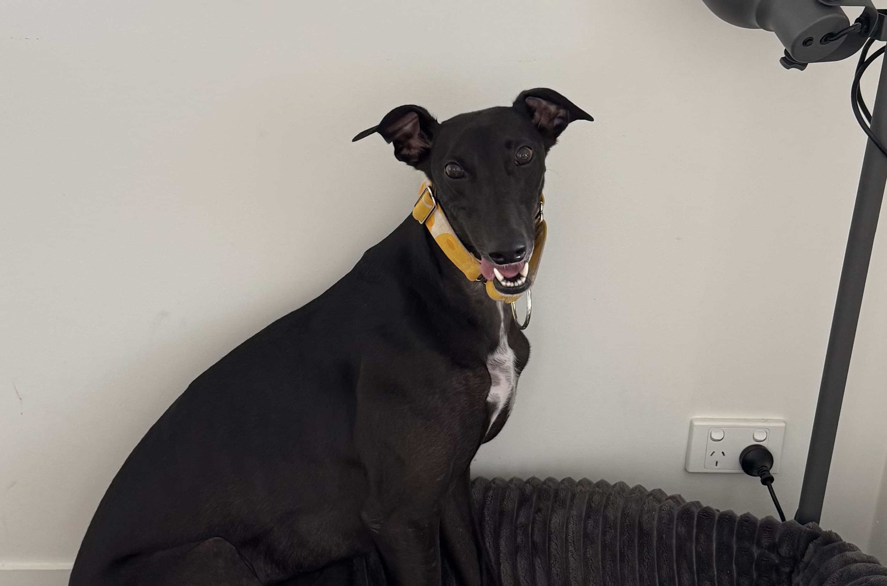 Foster Carer Profile - Erin & Blanche