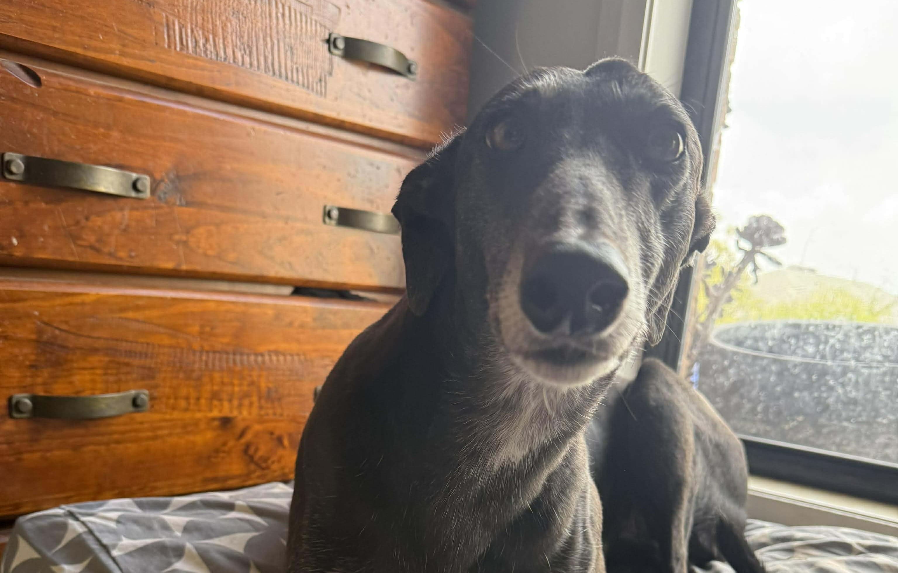 Foster Carer Profile - Samone & Juni